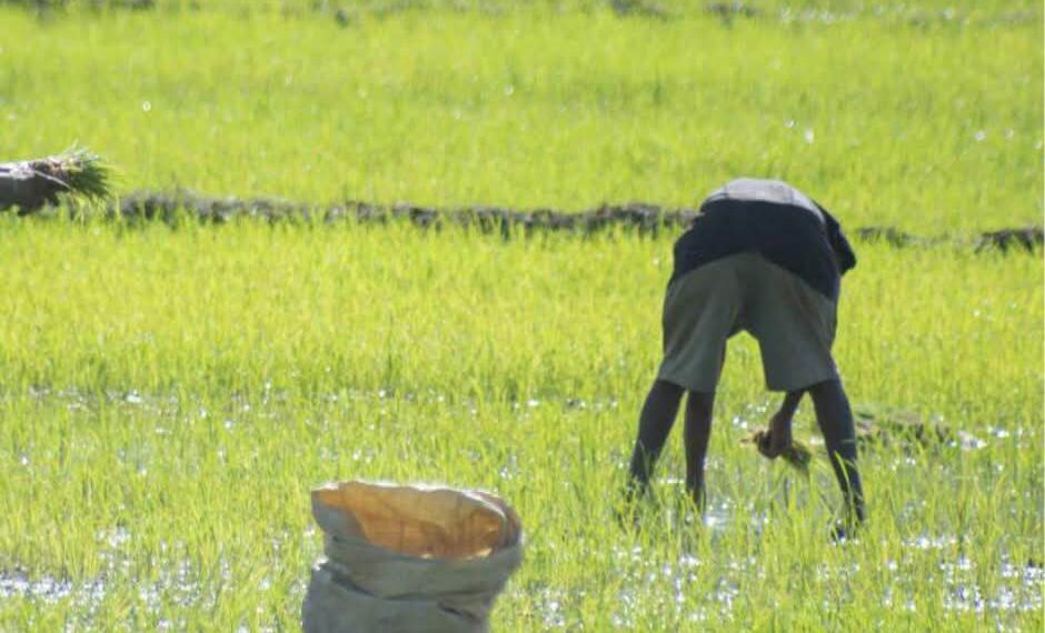 EE. UU. considera importante derogar decreto que salvaguarda la producción de arroz de RD